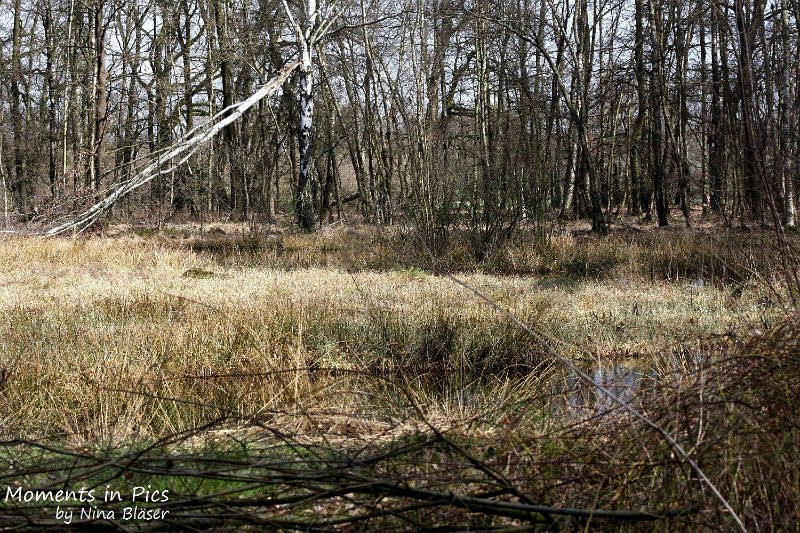 2010-04-02 Airis Blue Volshebny Svet (7).JPG